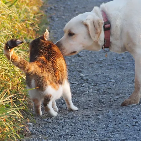 Bed & Breakfast La Chabetaine