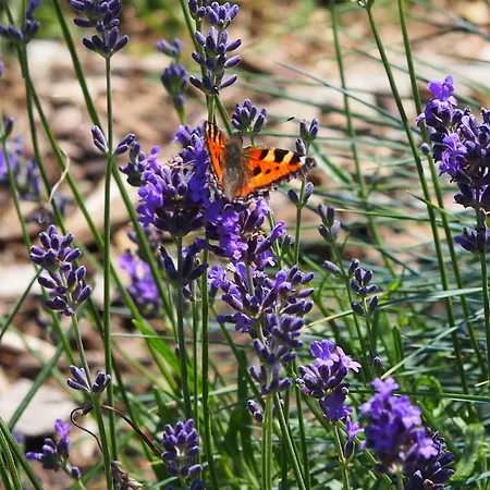 La Chabetaine Morhet
