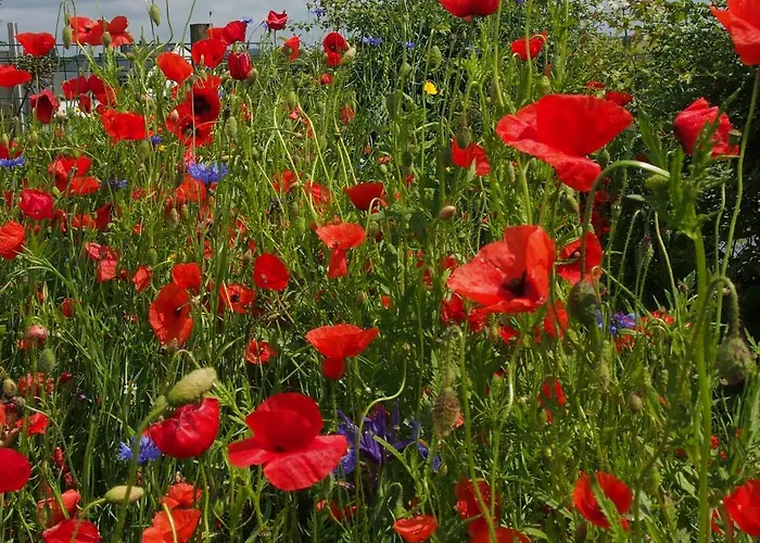 La Chabetaine 4* Morhet